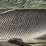 Original zoological plate of 1839 " le barbeau, la carpe,.....