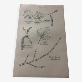 Black poplar botanical poster