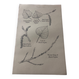 Black poplar botanical poster