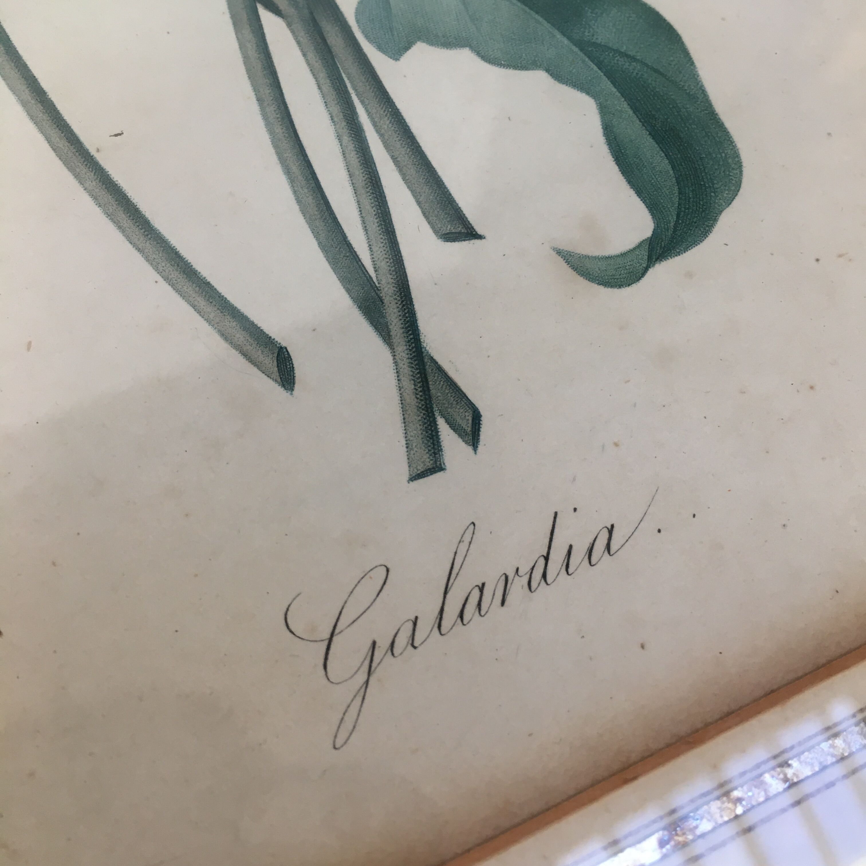 Pair of flower engravings by P.J. Redouté