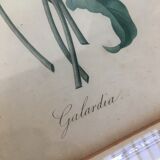 Pair of flower engravings by P.J. Redouté