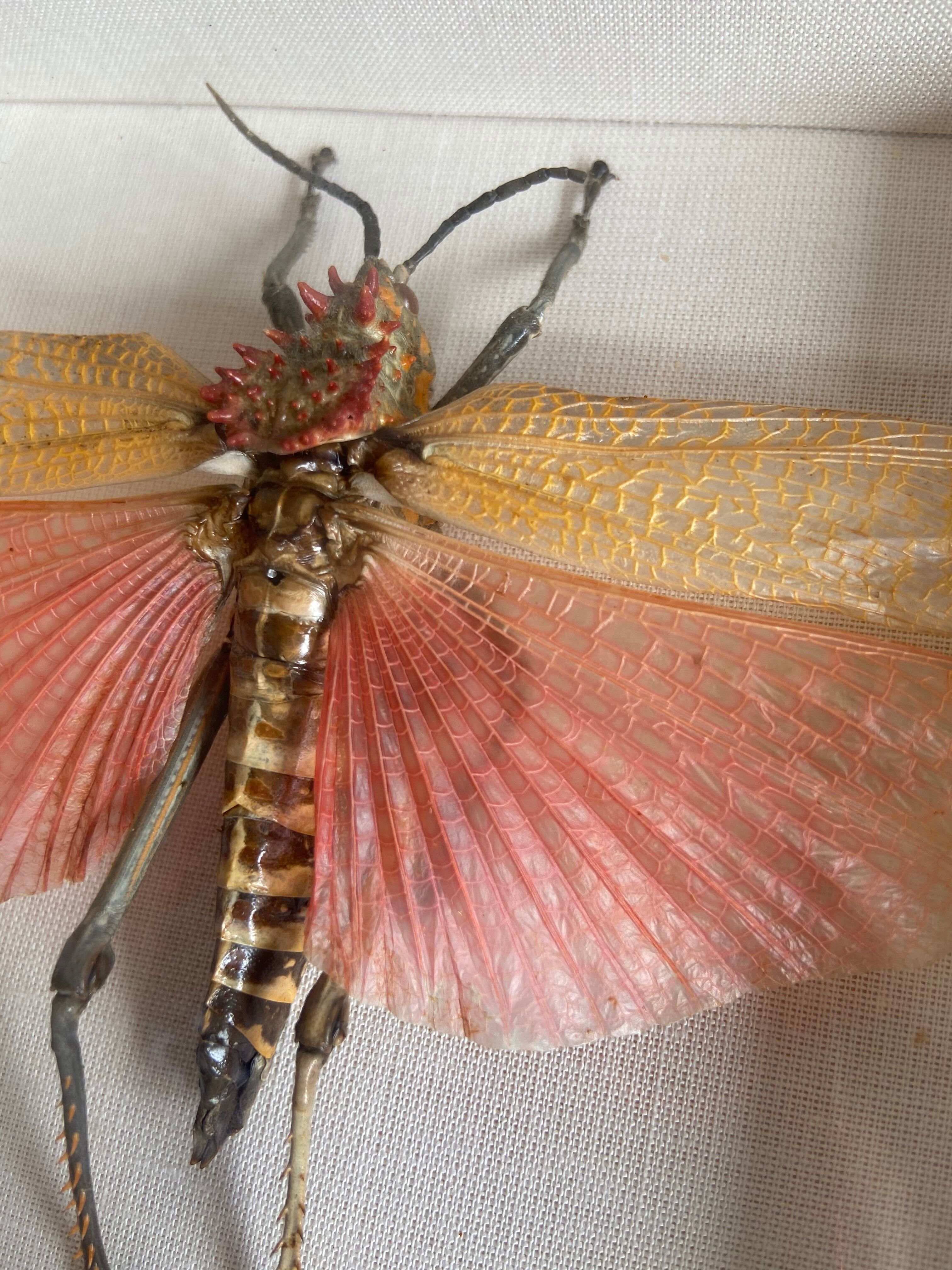 Framed insect - Phymateus Saxosus from Madagascar