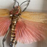 Framed insect - Phymateus Saxosus from Madagascar