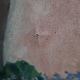 Peinture nature morte