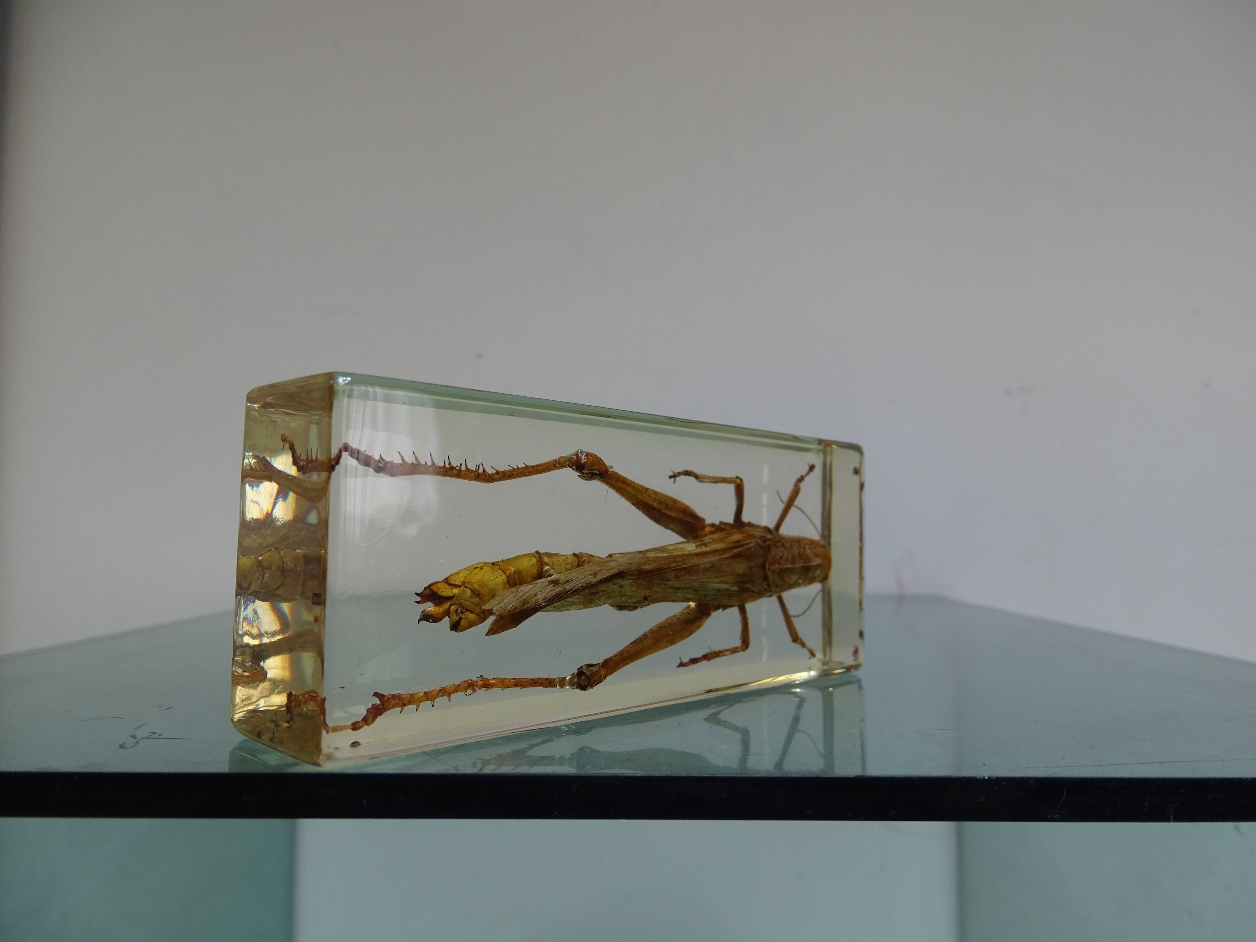 Locust inclusion vintage resin