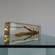 Locust inclusion vintage resin
