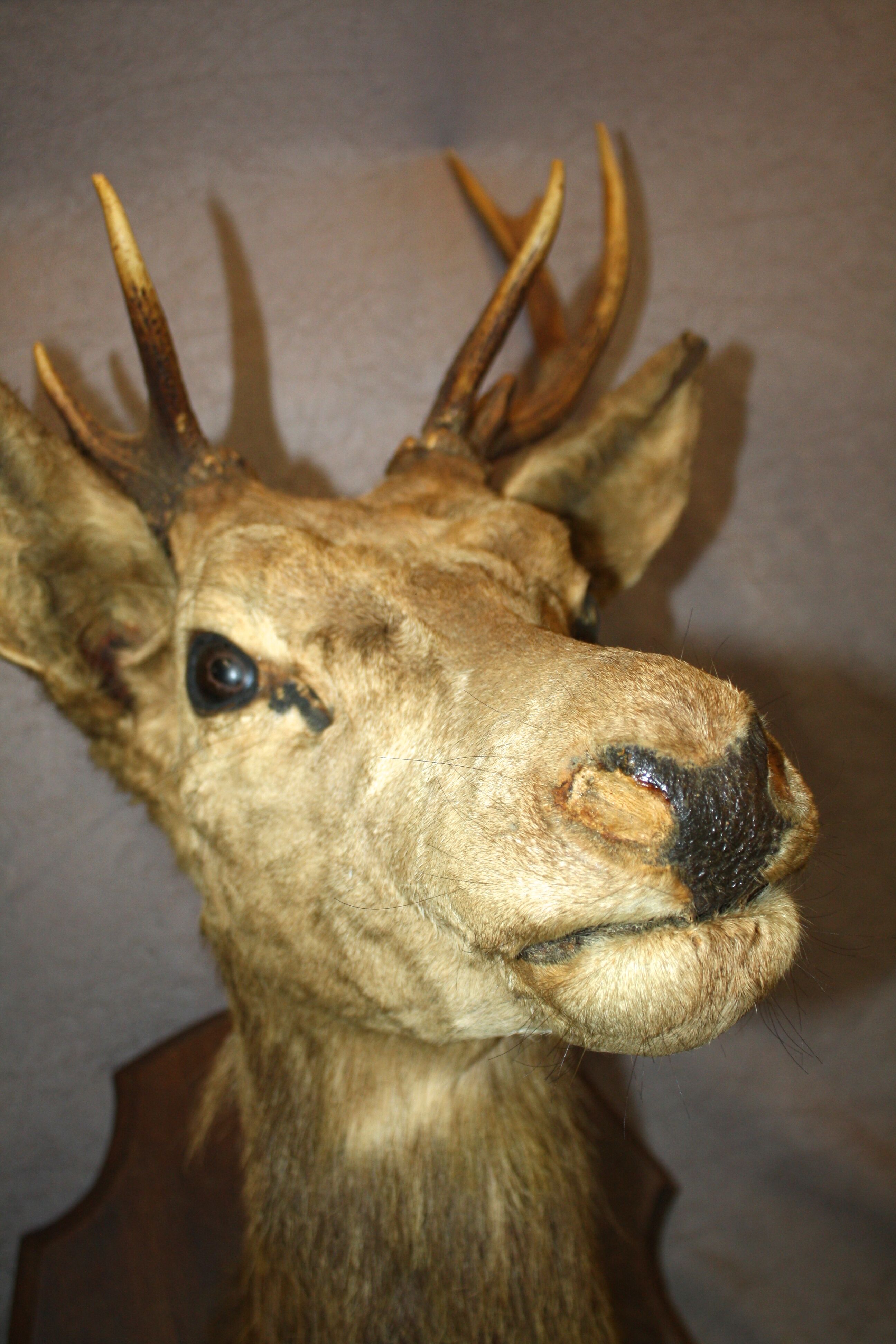 Deer head 10 horns