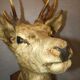 Deer head 10 horns