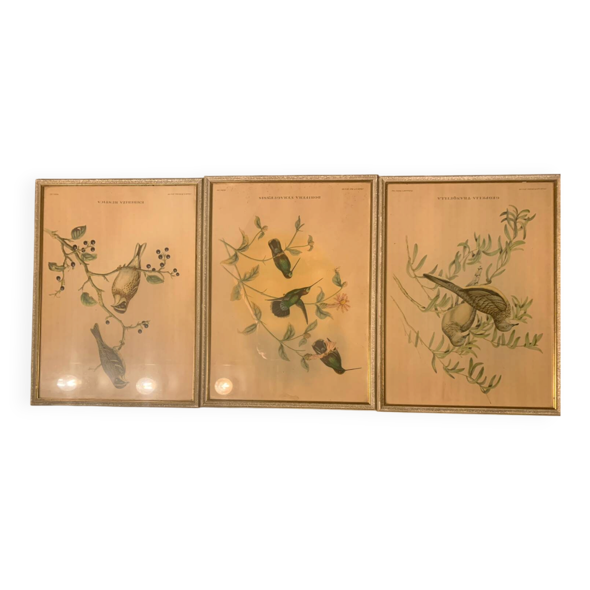 Lithograph J. Gould & HC Richter