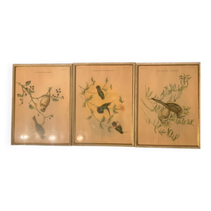 Lithographie  J. Gould - richter