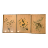 Lithograph J. Gould & HC Richter