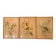 Lithograph J. Gould & HC Richter