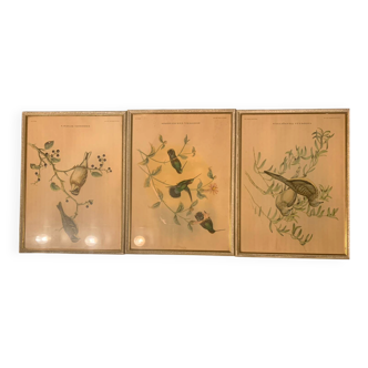 Lithograph J. Gould & HC Richter