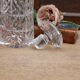 Large cut-glass carafe with a wide, flat, circular stopper