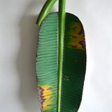 Polynesian wooden top