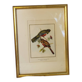 Bird frame
