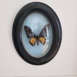 Naturalized butterfly round frame