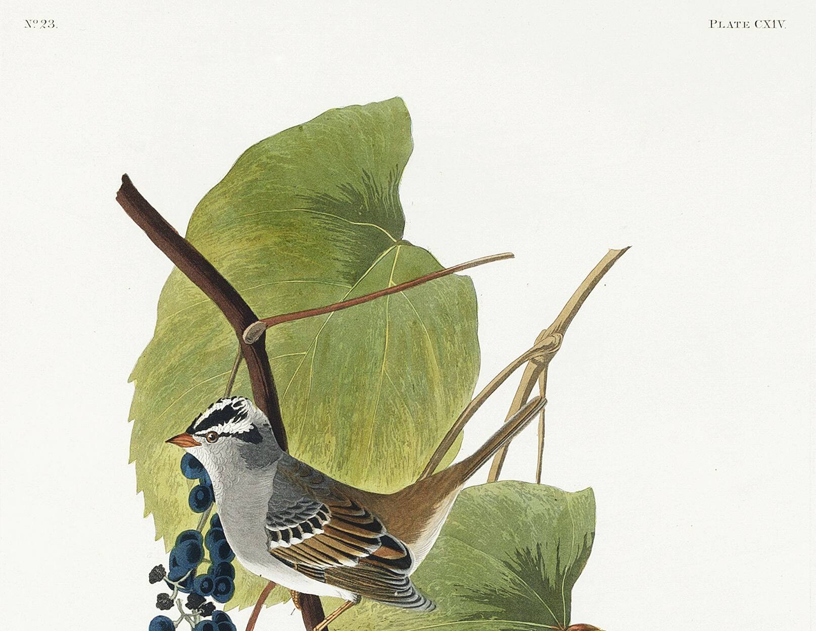 Affiche sur le Bruant à couronne blanche, d’après une gravure ancienne