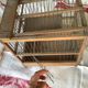 Cage à oiseaux en bois et fer
