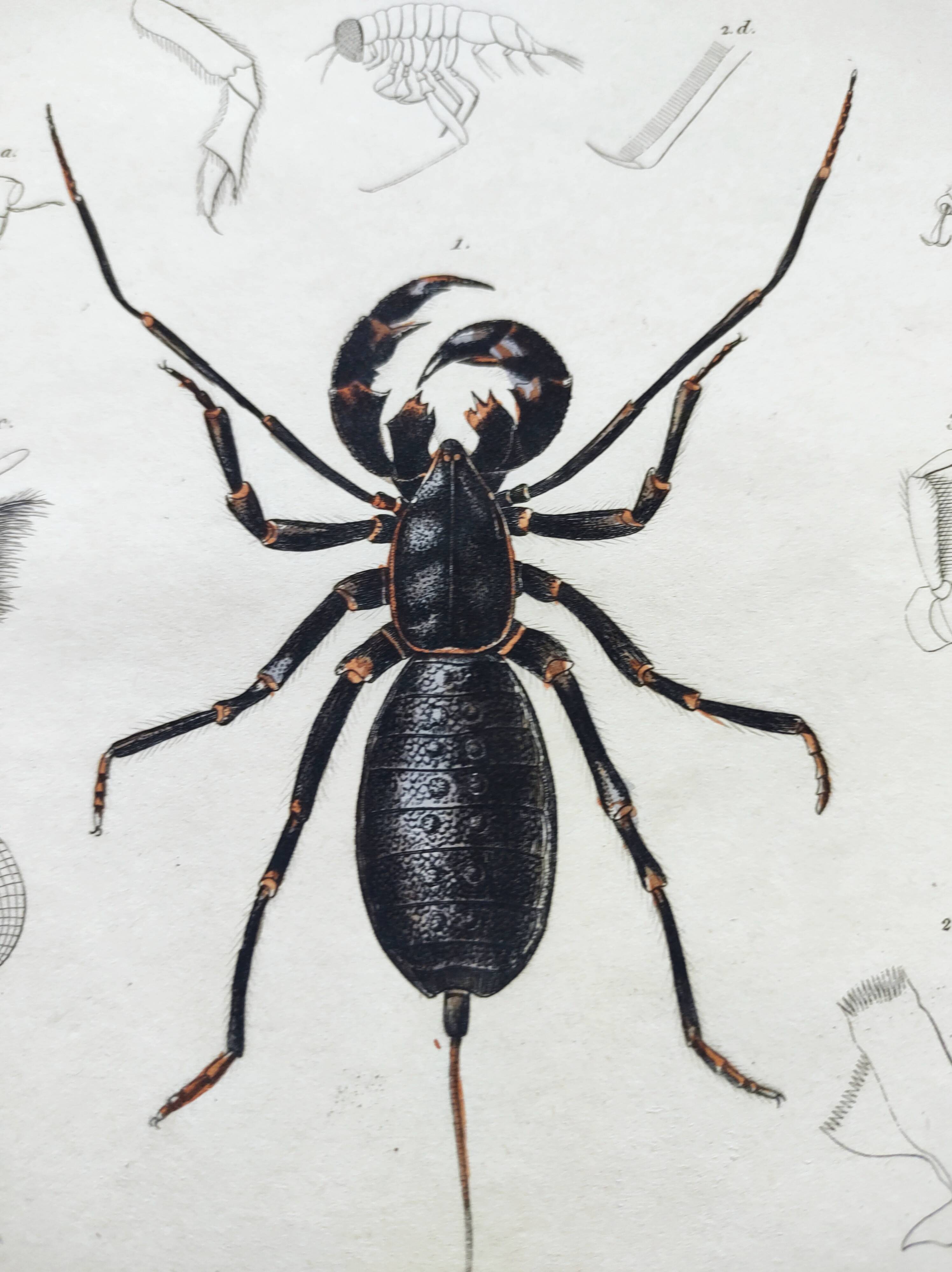 Zoological Plate - Scorpion and spider - Old engraving from 1839, hand-colored