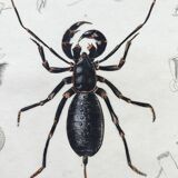 Zoological Plate - Scorpion and spider - Old engraving from 1839, hand-colored