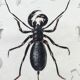 Zoological Plate - Scorpion and spider - Old engraving from 1839, hand-colored