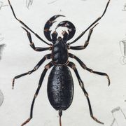 Zoological Plate - Scorpion and spider - Old engraving from 1839, hand-colored