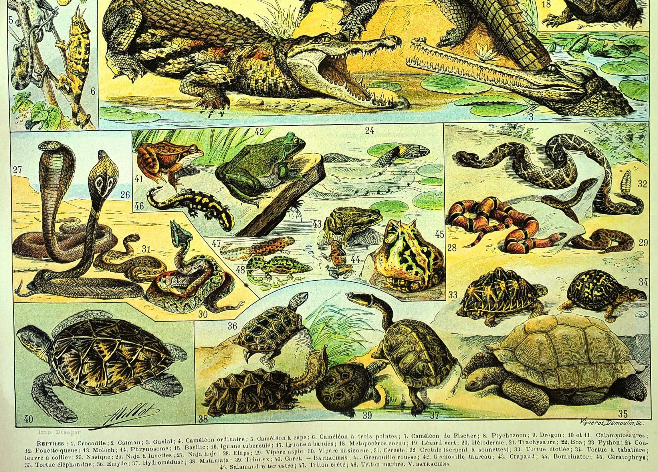 Antique engraving 1897 A. Millot - Reptiles, animals