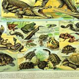 Gravure ancienne 1897 A. Millot - Reptiles, animaux