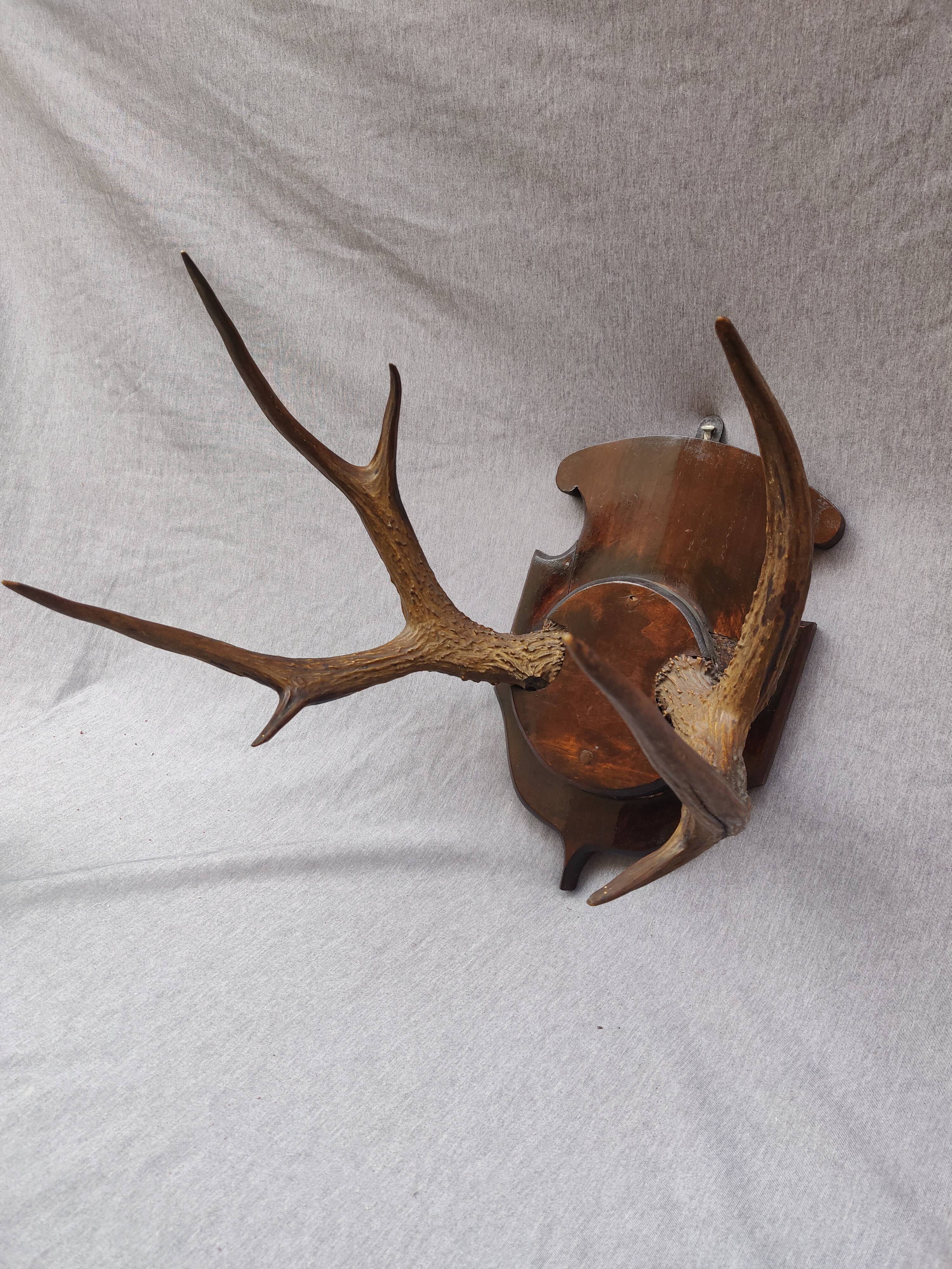 Hunting trophy chevreuil horns