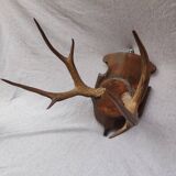 Hunting trophy chevreuil horns