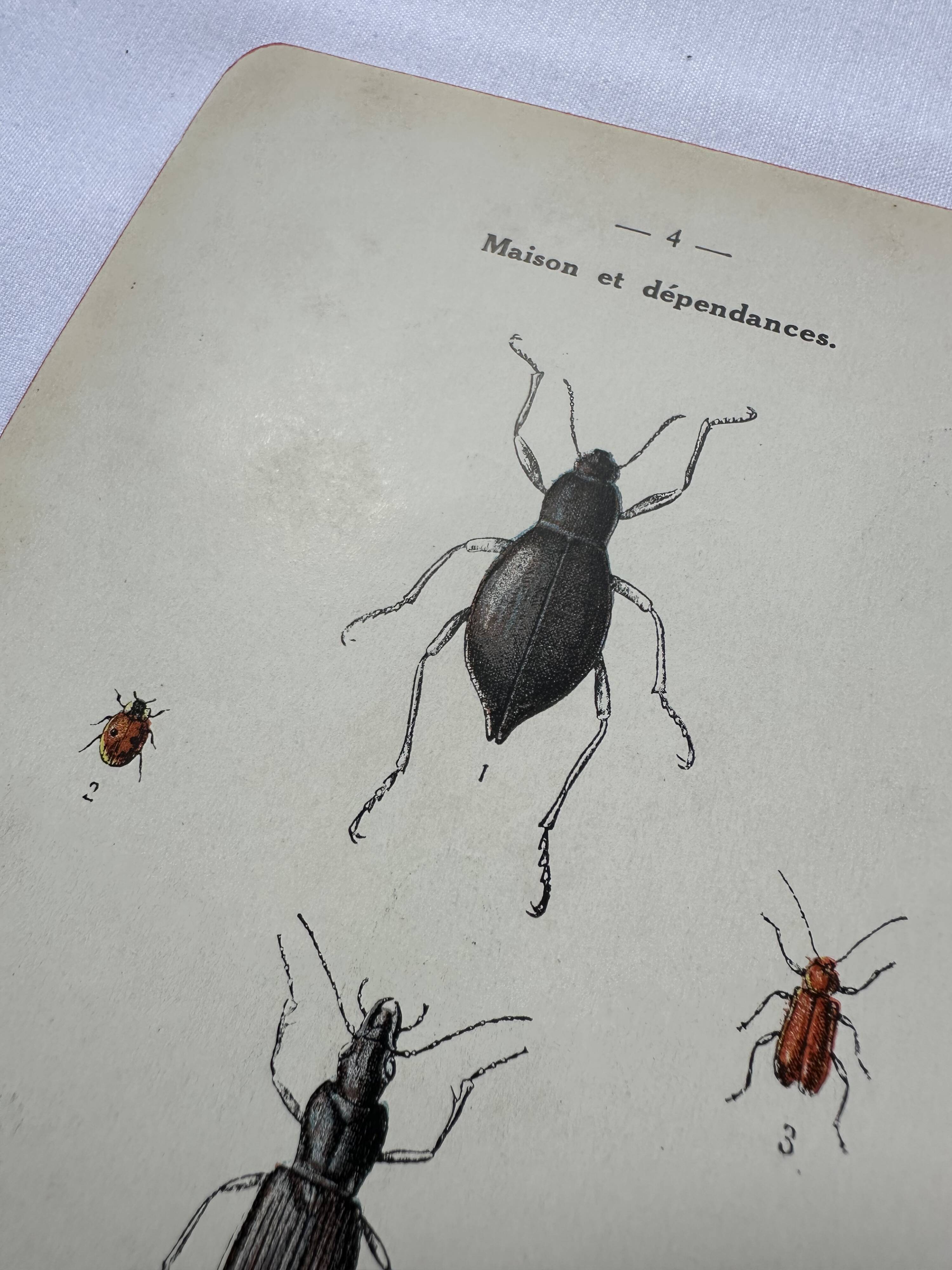 Naturalist plate insect France vintage botanical engraving