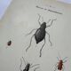 Naturalist plate insect France vintage botanical engraving