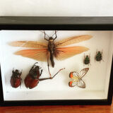 Naturalized insect frame