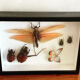 Cadre insectes naturalisés