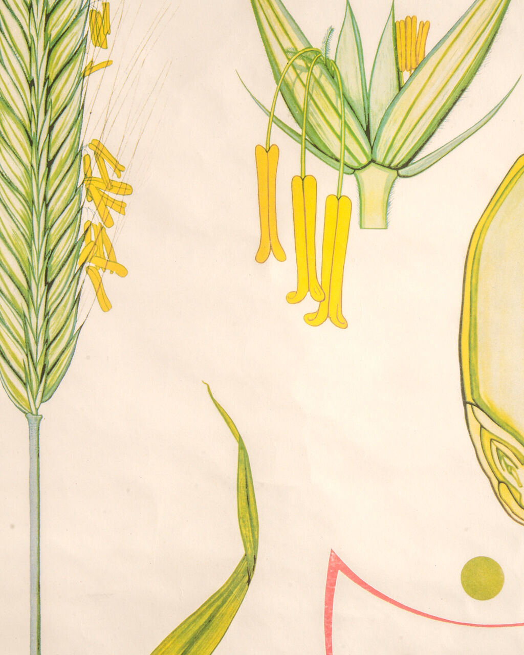 Affiche botanique Volk Und Wissen Volkseigener Verlag