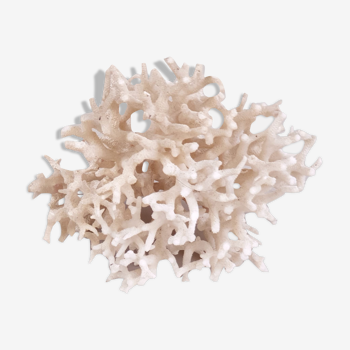 White coral