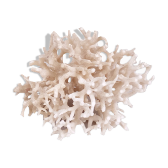 White coral
