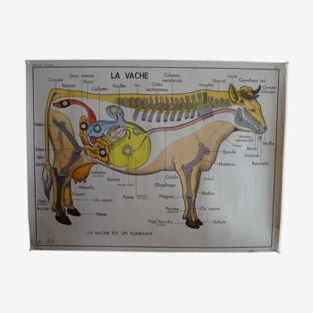 Affiche scolaire recto verso anatomie vache et cheval à la ferme . MDI.1964