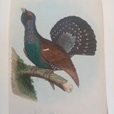 Ornithological color plate Auerhan's grouse