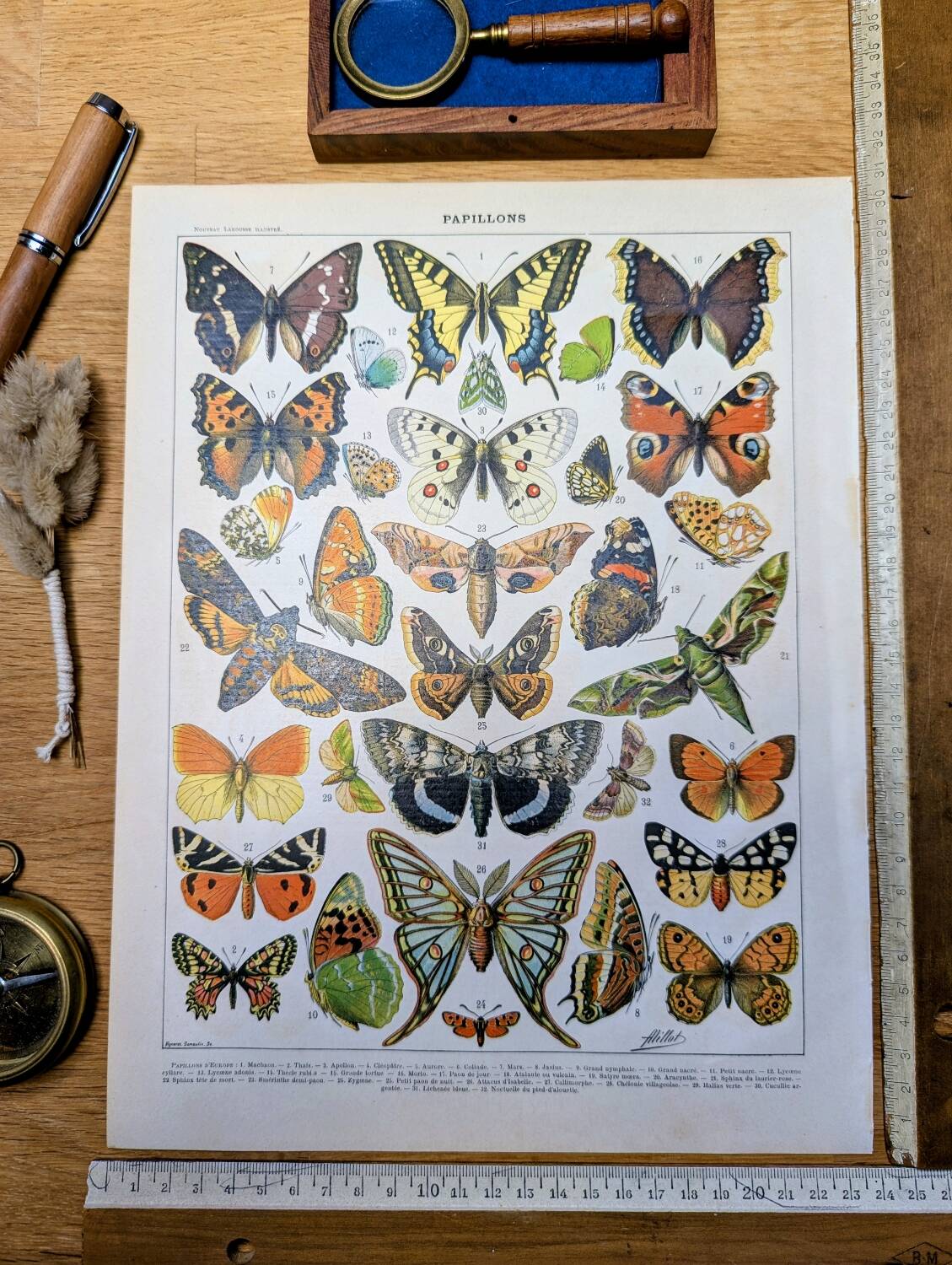 Imprimée en 1905, les papillons. Affiche Entomologique ancienne.