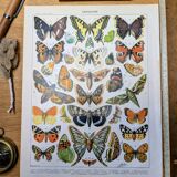 Imprimée en 1905, les papillons. Affiche Entomologique ancienne.