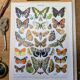 Imprimée en 1905, les papillons. Affiche Entomologique ancienne.