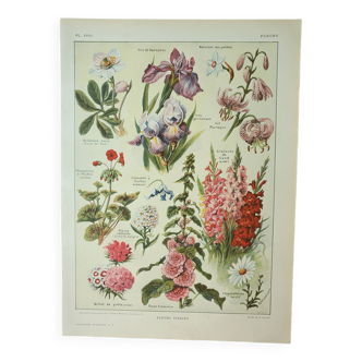 Gravure ancienne 1922, Fleurs vivaces, botanique, plantes, jardin • Lithographie, Planche originale