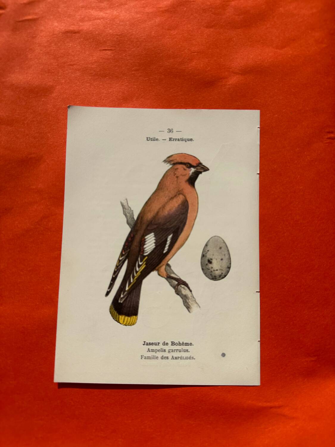 Botanical engraving birds double sided naturalist board