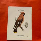 Botanical engraving birds double sided naturalist board