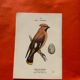 Botanical engraving birds double sided naturalist board