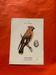 Botanical engraving birds double sided naturalist board