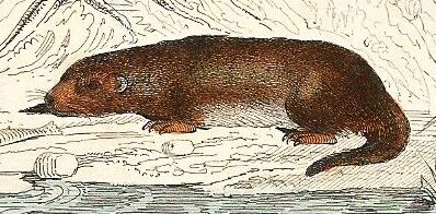 Zoological board "Blaireau - Otter - Fouine - Marte" Buffon 1848