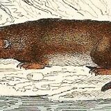 Zoological board "Blaireau - Otter - Fouine - Marte" Buffon 1848
